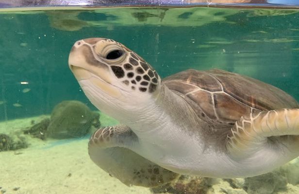 Cairns aquarium Turtle Hospital tour and entrance ticket