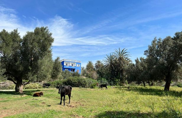 Half day trip to Essaouira oasis