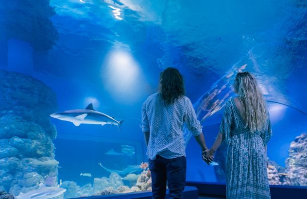 Cairns aquarium twilight two hour guided tour and entrance ticket