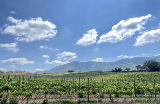 Arrábida small-group wine tour from Lisbon
