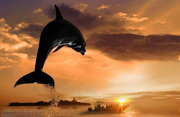 Small-group dolphin watching cruise from Alcudia