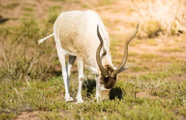Souss-Massa National Park guided tour with pickup