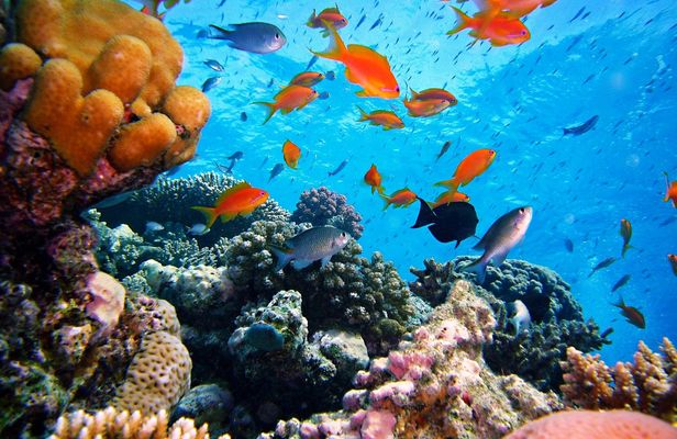 Satayah Reef Snorkeling Tour from Marsa Alam with Lunch and Drinks