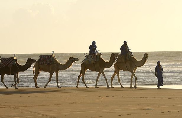 Guided camel ride in Essaouira