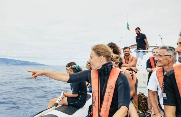 Whale and Dolphins Experience in Madeira