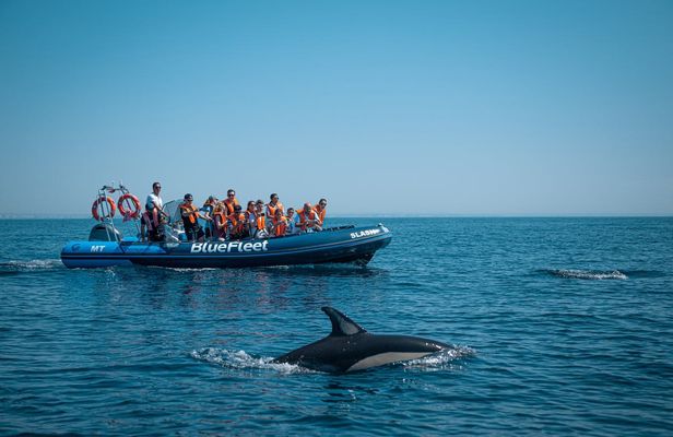 Dolphin spotting guided tour by boat from Lagos