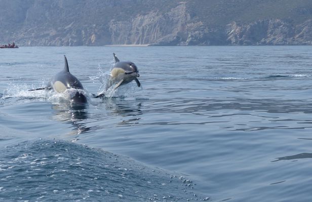 Dolphin Watching in Sesimbra with Transfer