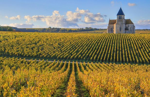Visit of the Domaine Clotilde Davenne and Chablis wine tasting session