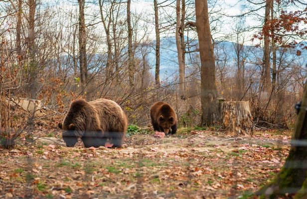 Libearty Bear Sanctuary and Bran Castle private full-day tour