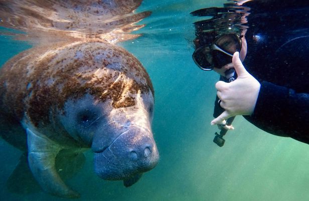 Real Florida manatee half-day guided adventure