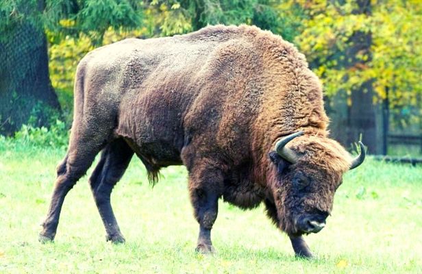 Small-group tour to Bialowieza National Park from Warsaw