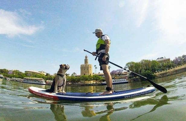 90-minute paddle surf with dog experience in Seville