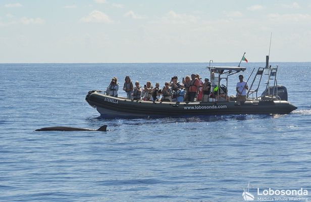 Guided speed boat whale watching tour in Madeira