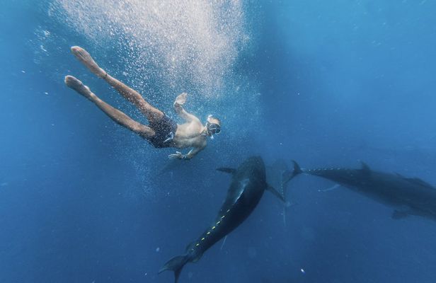 2-hour catamaran cruise to swim with tuna in L'Ametlla de Mar