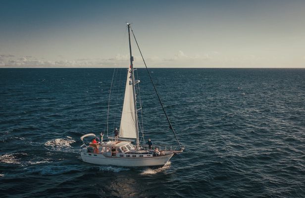 Dolphins and Whales Cruise Trip from Funchal