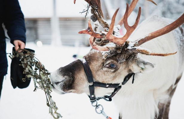 Snowmobile safari to reindeer farm