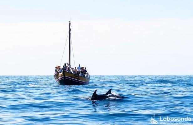 Whale watching tour on a traditional sailboat in Madeira