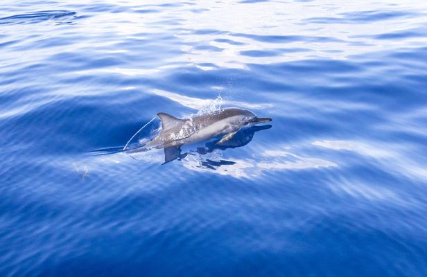 Mauritius dolphin watching cruise and Casela Nature Parks admission