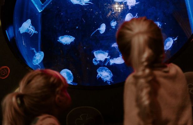Sea Life Brighton entrance tickets