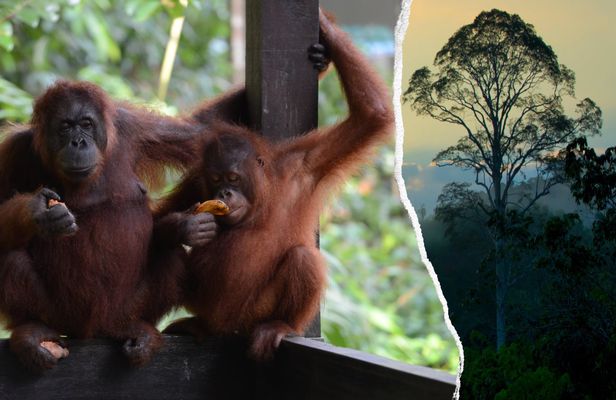 Semenggoh Wildlife and Annah Rais Bidayuh Longhouse tour