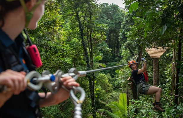 Daintree and Cape Tribulation guided tour with meal