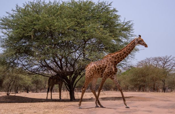 Half-day Bandia reserve safari from Pointe Sarène