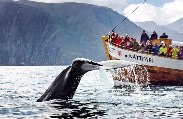 Húsavík original whale and dolphin watching tour