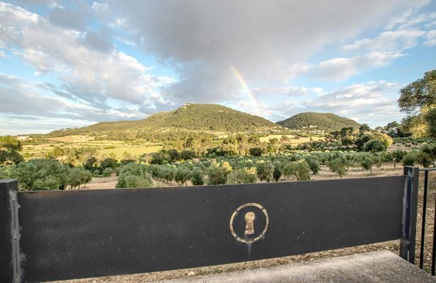 Visit to an olive grove with wine tasting in Maiorca