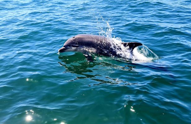 Dolphin-watching boat tour from Sesimbra
