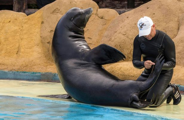 Sea Lion Interaction at Rancho Texas Park Ticket