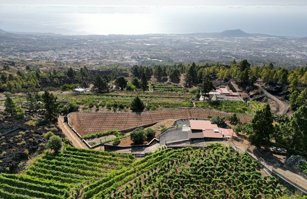 Ecological vineyard guided tour with wine tasting