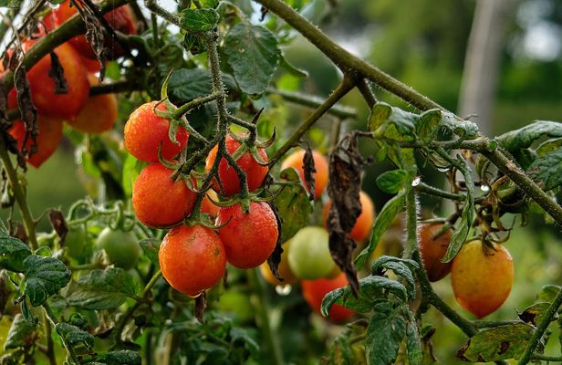 Re Fiascone tomato experience