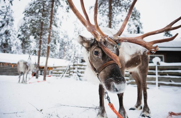 Husky Park and Reindeer Farm Combo by Minibus