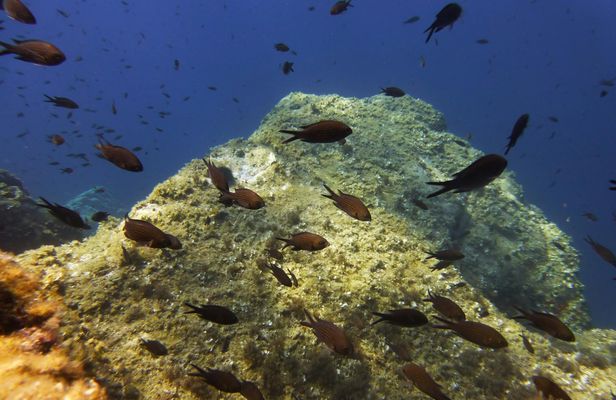 Alghero dolphin experience and guided snorkeling tour