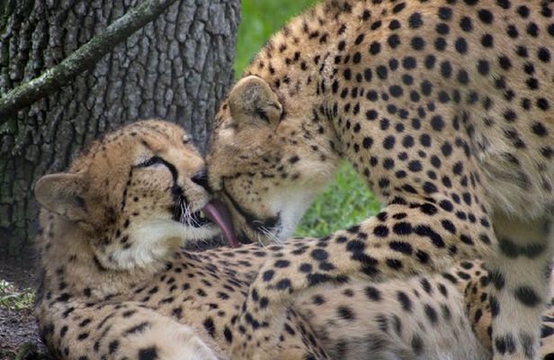 Central Florida Zoo, Botanical Gardens skip-the-line ticket