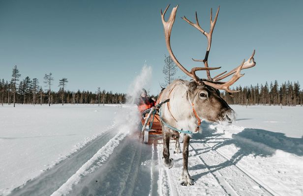 Reindeer Sled Ride in the Forests of Lapland