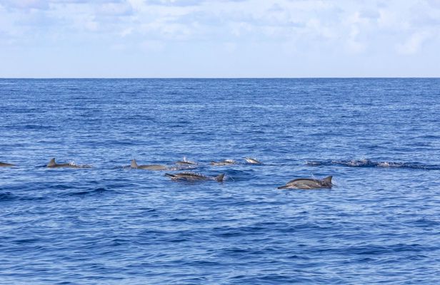 Mauritius dolphin and whale watching speedboat tour