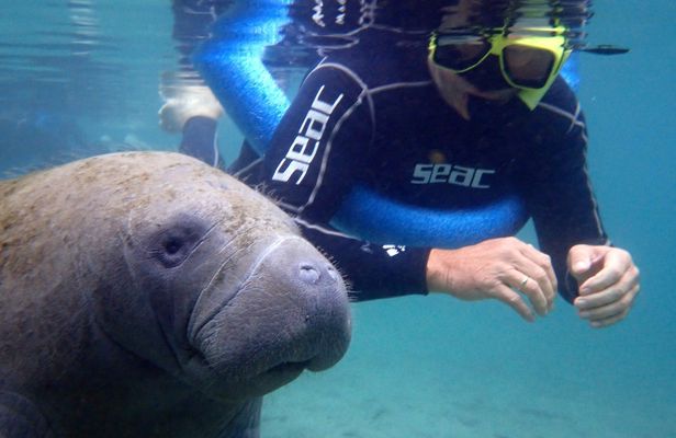 Manatee snorkeling with in-water photographer in Crystal River