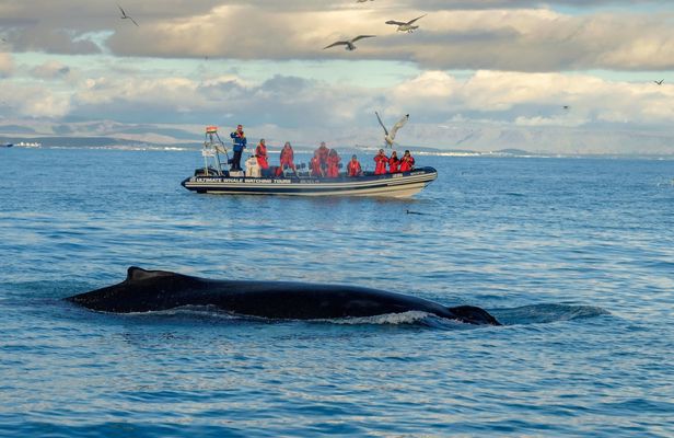 Premium whale and puffin watching tour in Reykjavík