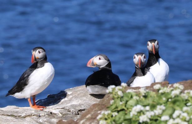 Premium puffin tour in Reykjavík