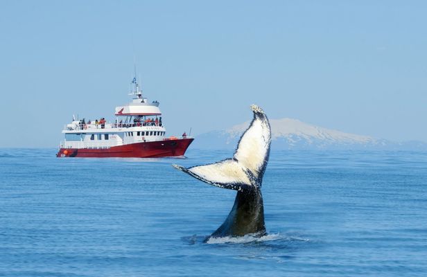 Classic whale watching tour in Reykjavík