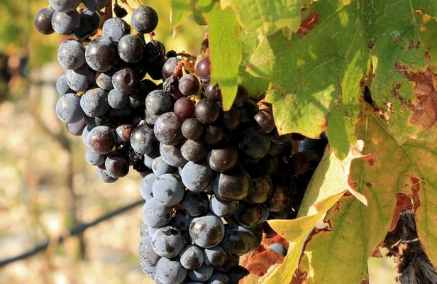 Dalmatian delights food and wine tour with Šibenik sightseeing