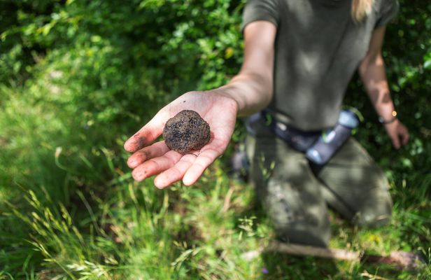 Truffle hunting and gourmet lunch in Tuscany from Florence