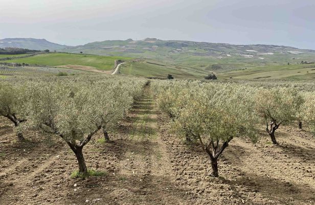 Oil and food tasting in the province of Agrigento