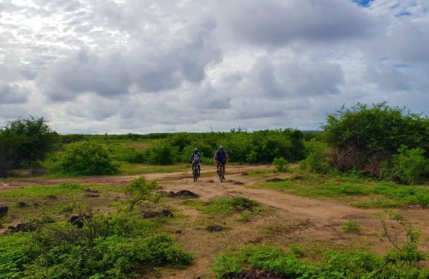Pointe Sarene 3-hour bike tour