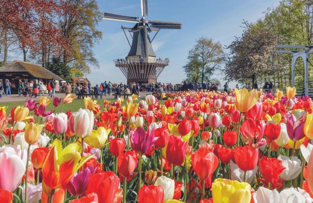 Tour from Amsterdam to the windmill village Zaanse Schans and Keukenhof