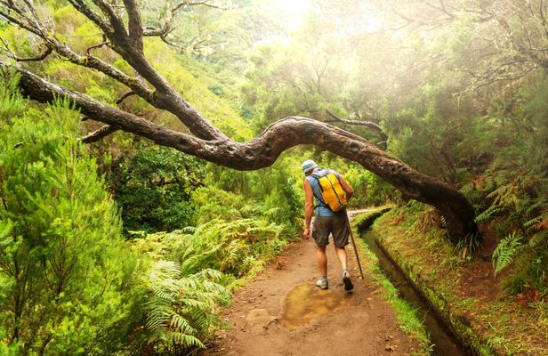 Half-day guided levada walk to Vale Paraíso and Rochão