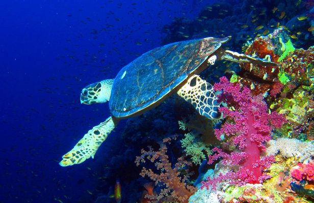 Blue snorkeling cruise with breakfast and lunch from Hurghada
