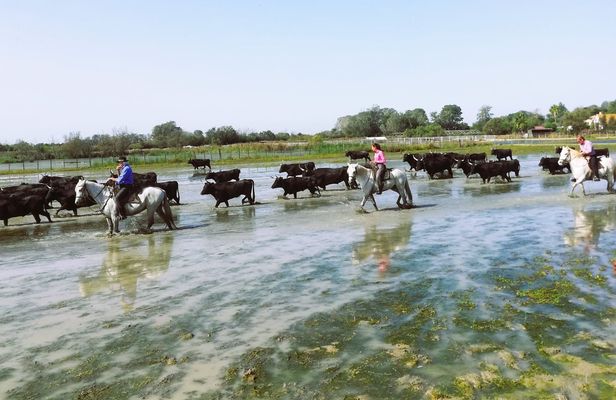 Sable de Camargue half-day minibus tour with horse ride