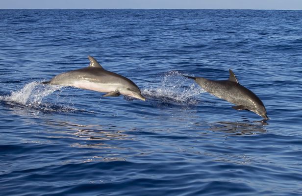Boat trip in Poreč Riviera with dolphin watching and drink
